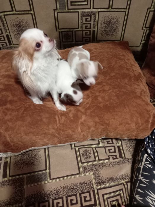 Продам щенков мини чихуахуа