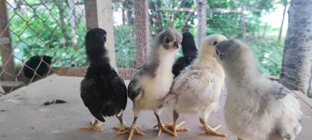 Vand pui Australorp, Plymouth, Marans, Araucana, Ameraucana,  pitice