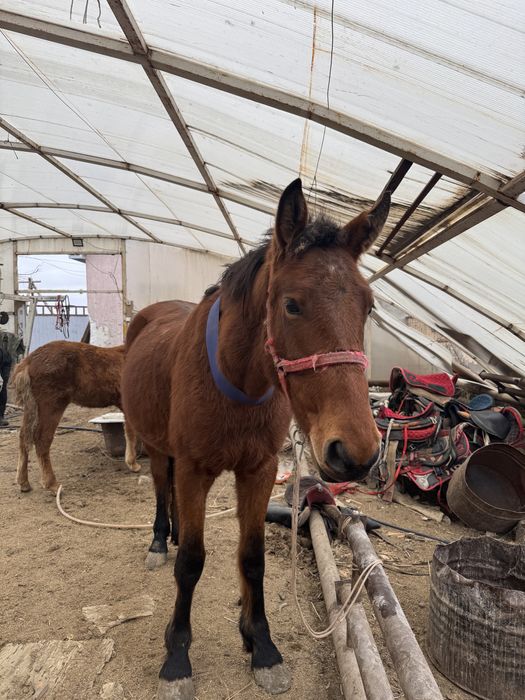 4 жасар дөнен Айғыр сатылады