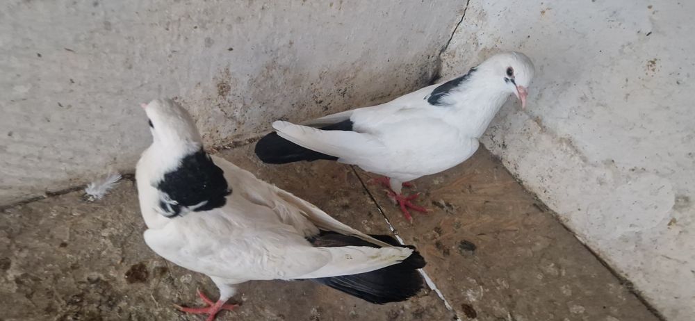 шеики молоды разные