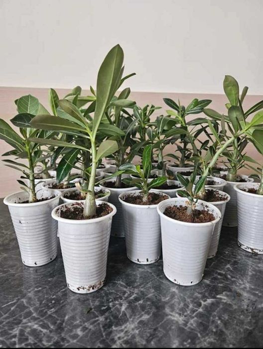 Adenium Trandafirul Desertului
