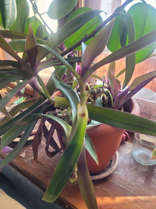 Продам цветок красивый