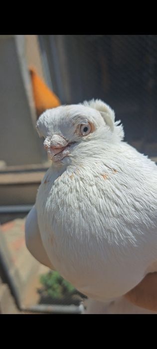 Голубь молодой гульбадам