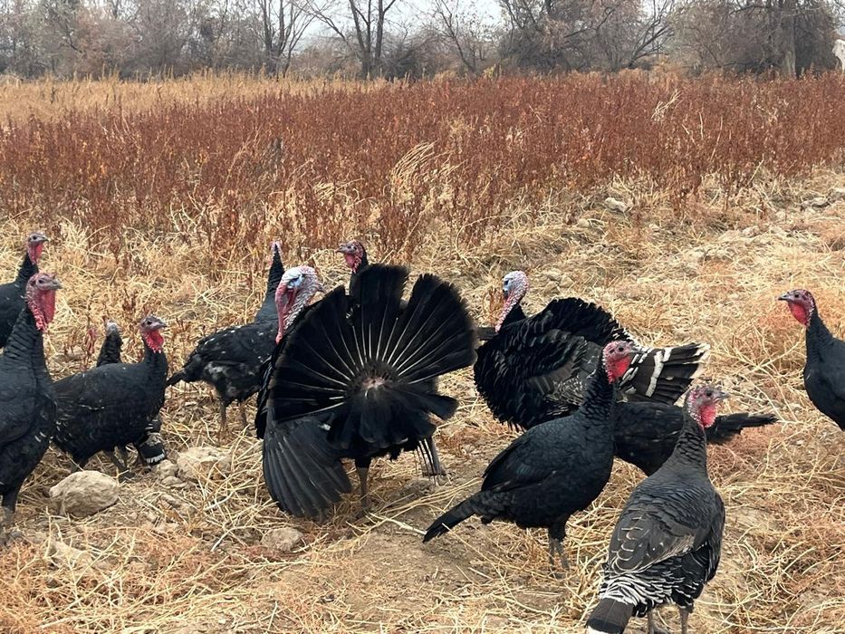Үндік сатылады..