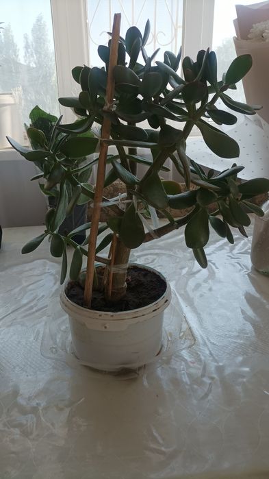 Денежное дерево /цветок