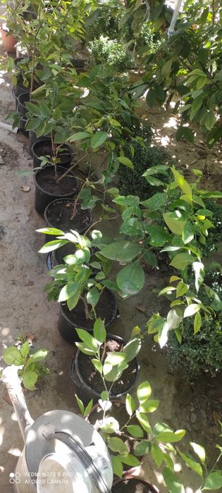 Лимон Шамшот рангли Изгородь