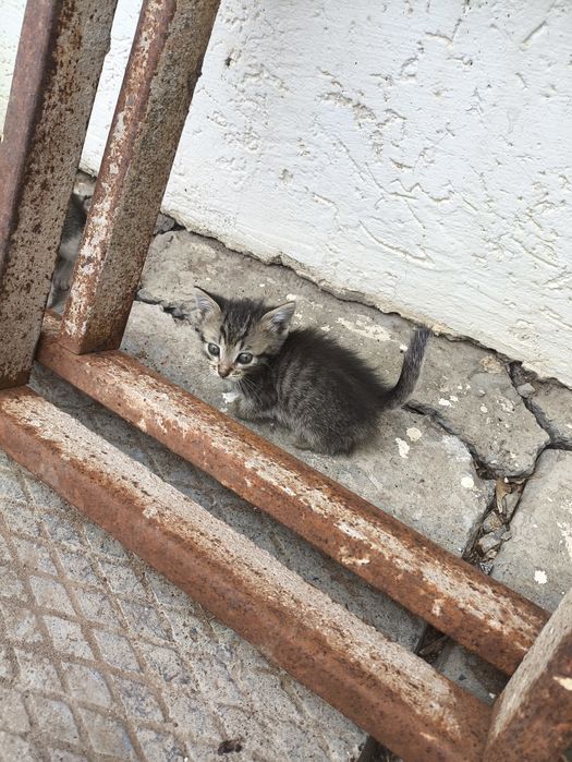 Отдам даром котят в добрые руки