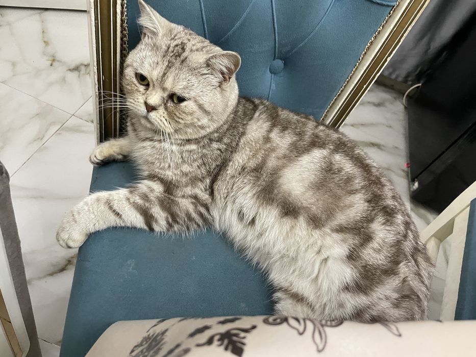 Очень хорошая кошка