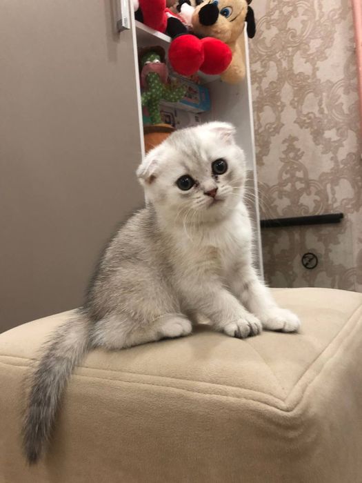 Котята продаю фолд