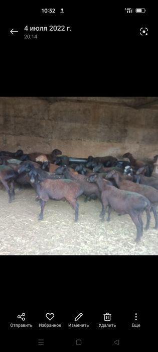 Кой сатылады. Бараны