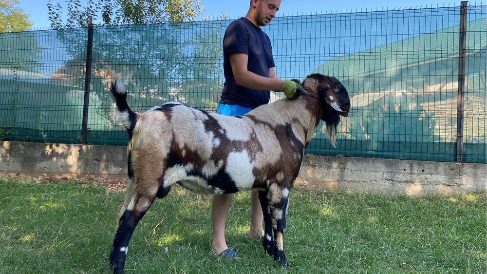 Tap Anglonubian cu pedigree 8 luni