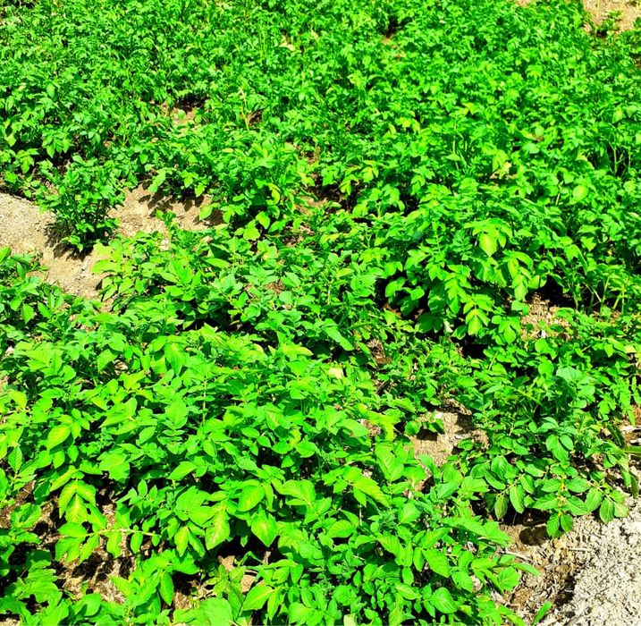 Дача продается/ Саяжай сатылады