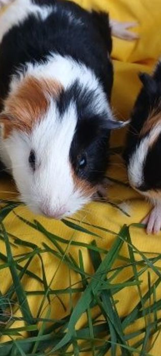 Porcușori de guineea