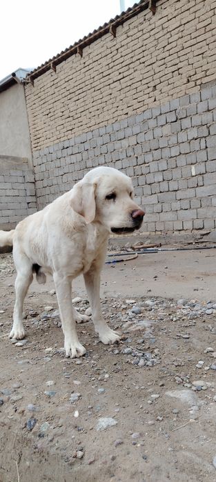 Labrador judayam aqilli