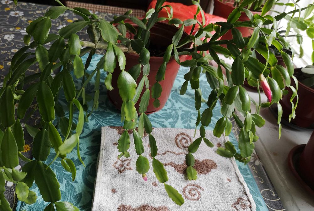 Декабрист. Кактус Шлюмбергера.