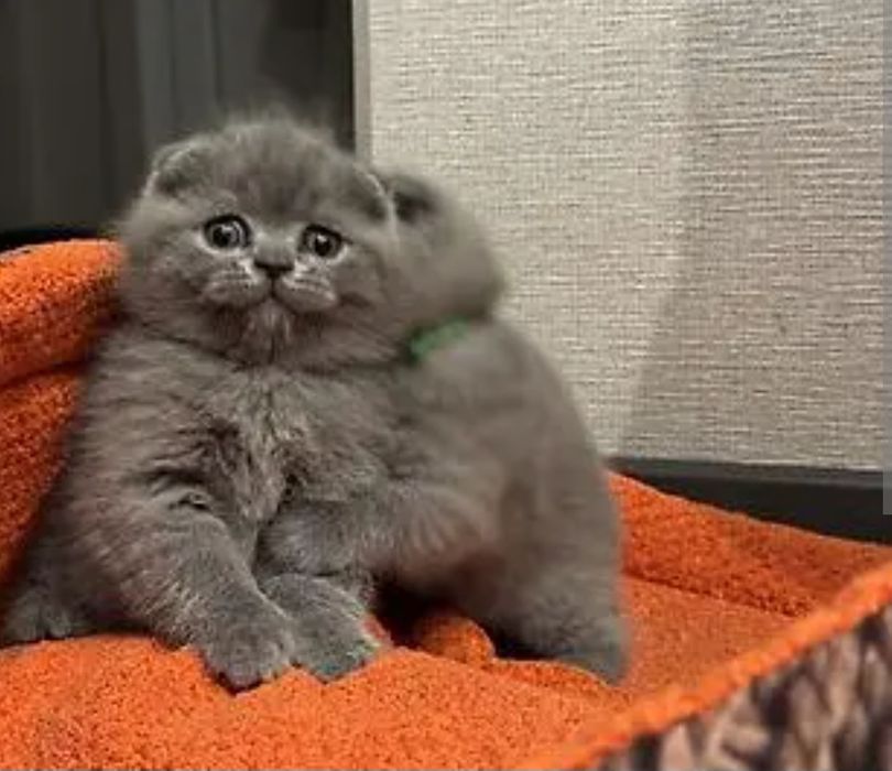 Продаются шотландские вислоухие котята