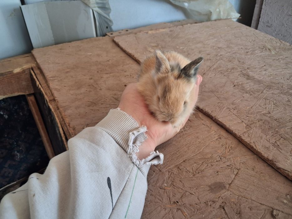 Iepurii de vânzare diferite rase