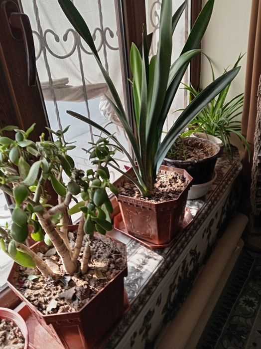 Продаю комнатные декоративные цветы. Ofis uchun tuvakda gul sotiladi