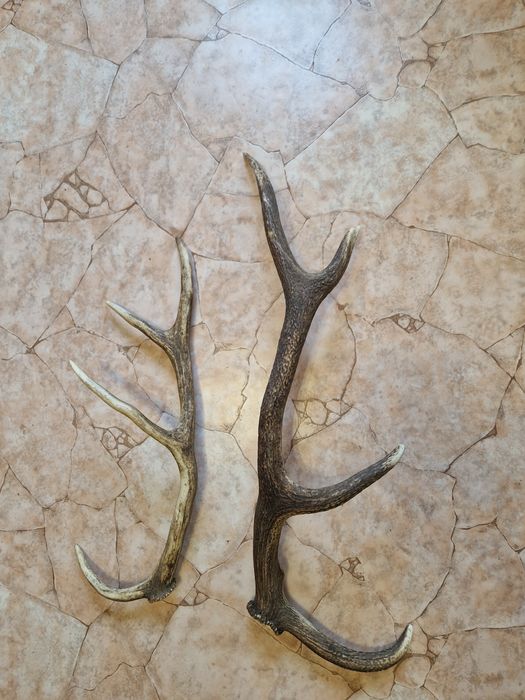 Рога от елен     .