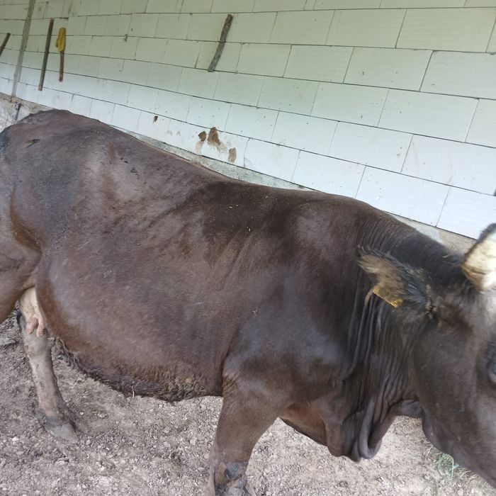 Vand vaca bruna de maramures