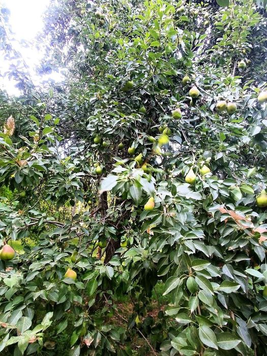 Бустонлик уй арзонга