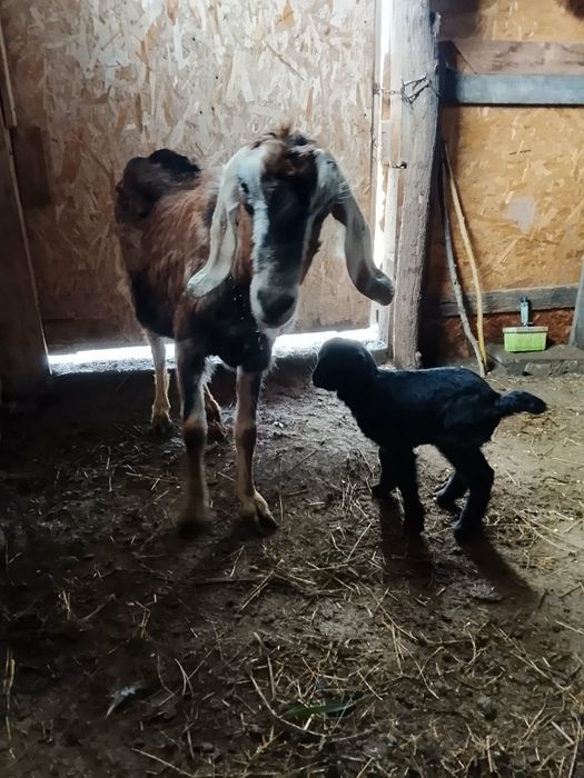 Vand capra cu un ied