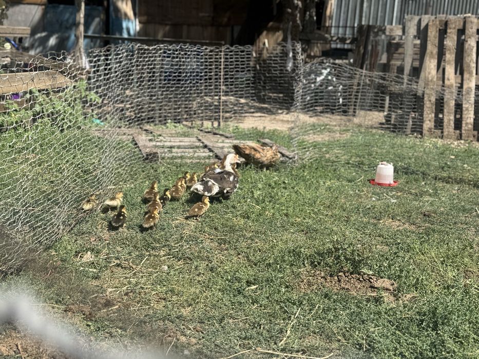 Продам индауток с утятами