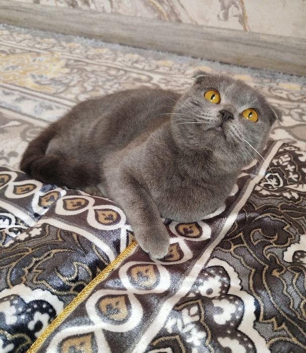 Скоттиш фолд киз бола мушук сотилади
