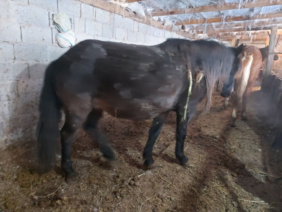 Астана илинка Ауылында семіз жылқылар сатылады