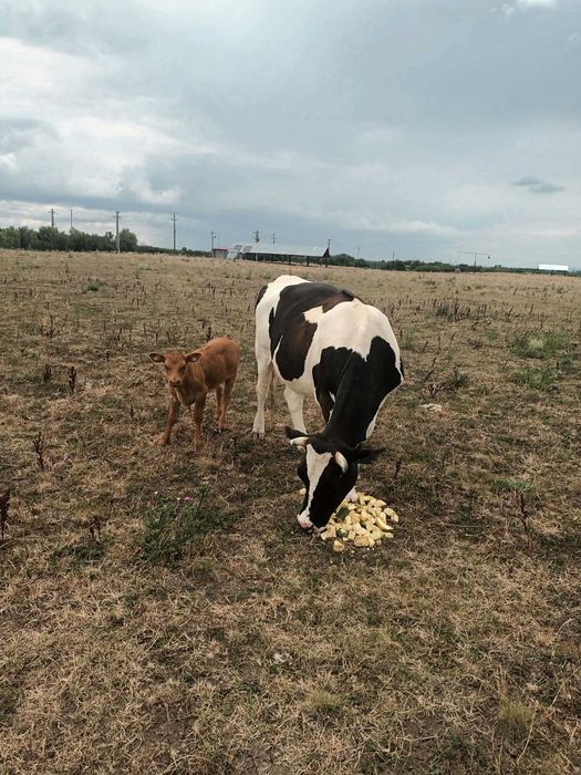 Vand vaca cu vitel in Localitatea Decebal