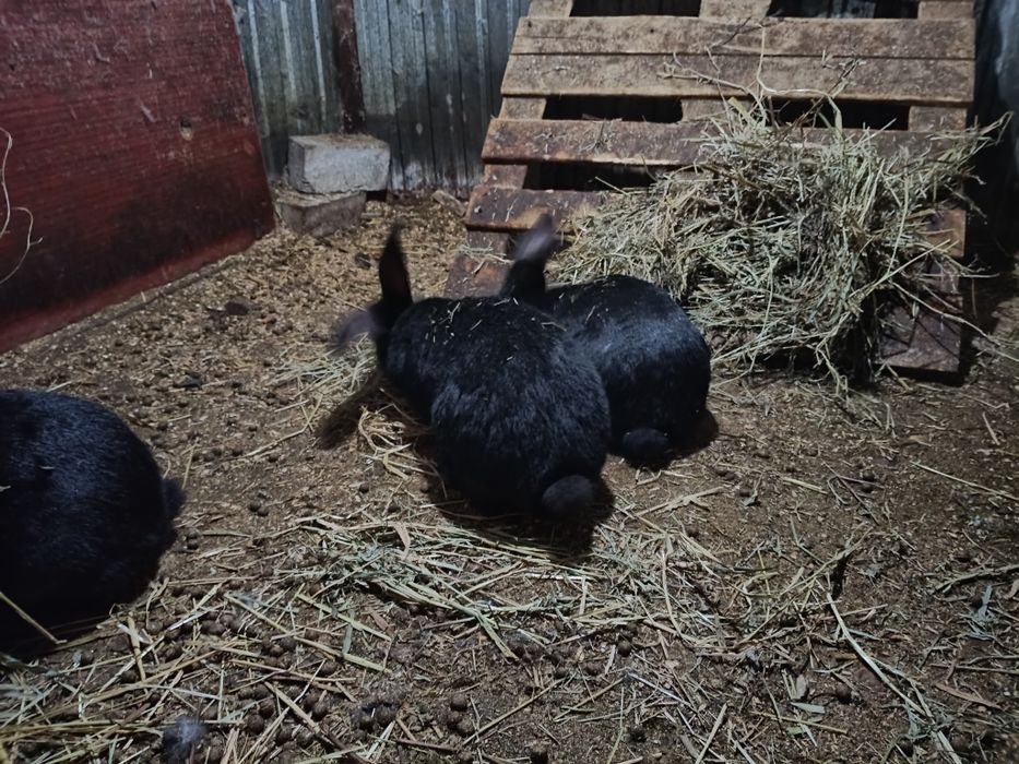 Продам кроликов .