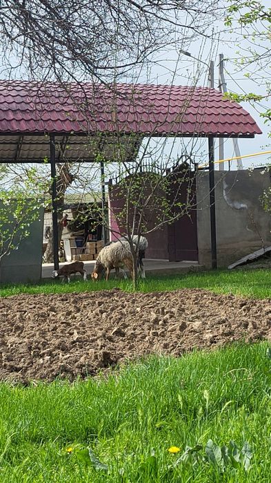 Қозылы қой +Қошқар сатылады