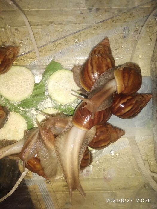 Улитки ахатина африканские