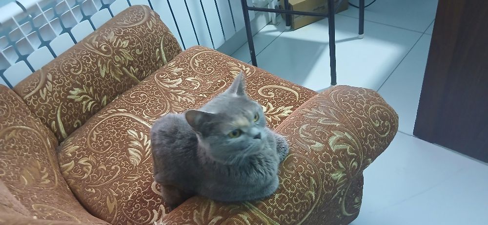 britanska kratkodlaka qiz bola