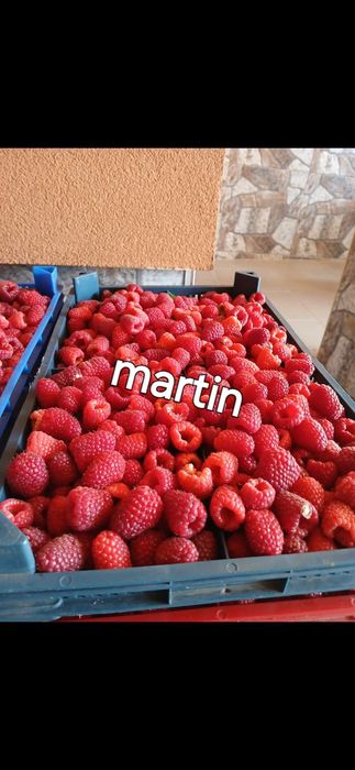 Расзад малини и ягоди