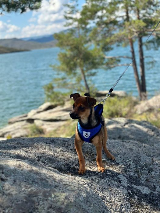 Пропала собака!!!