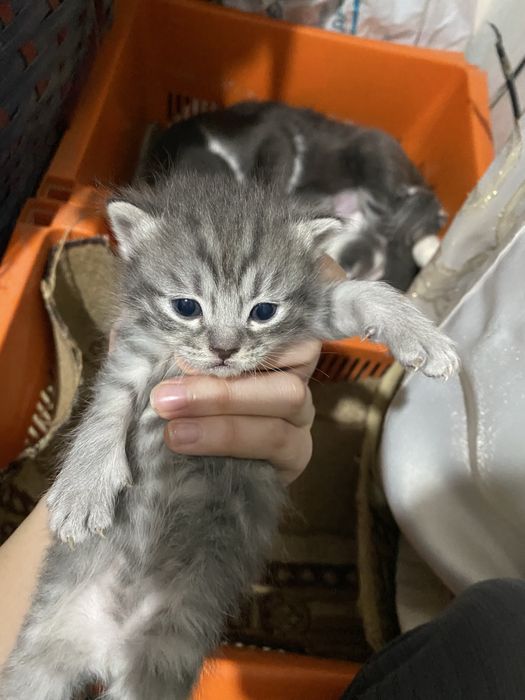 Продаются котики