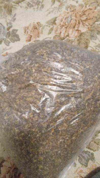 Семена ели сибирской