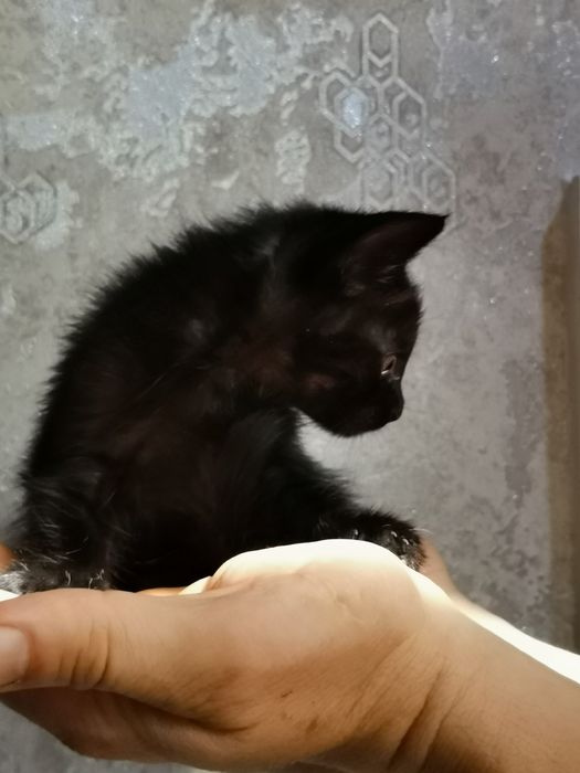 Котята в хорошие добрые руки