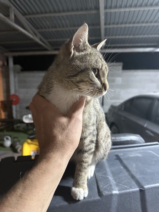 Кот домашний мальчик