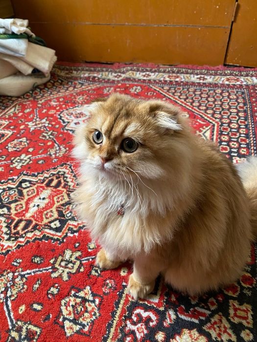 Скоттиш      фолд