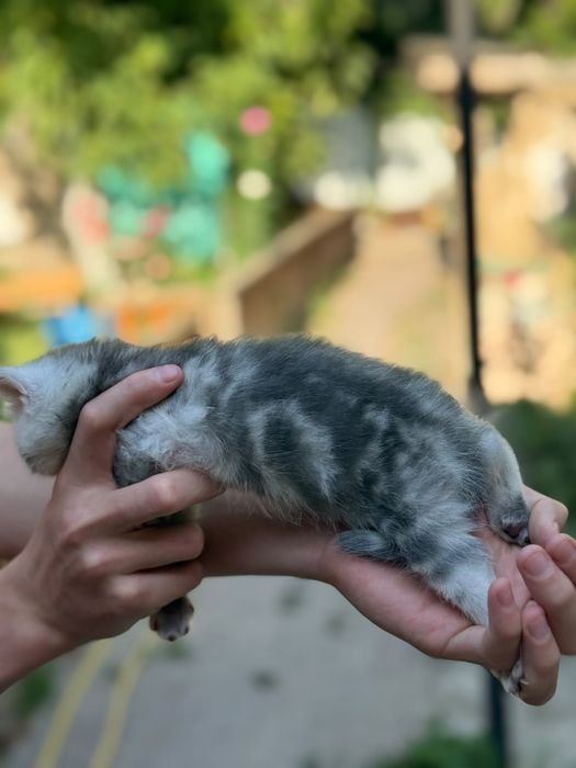 Британские котята  с родословной