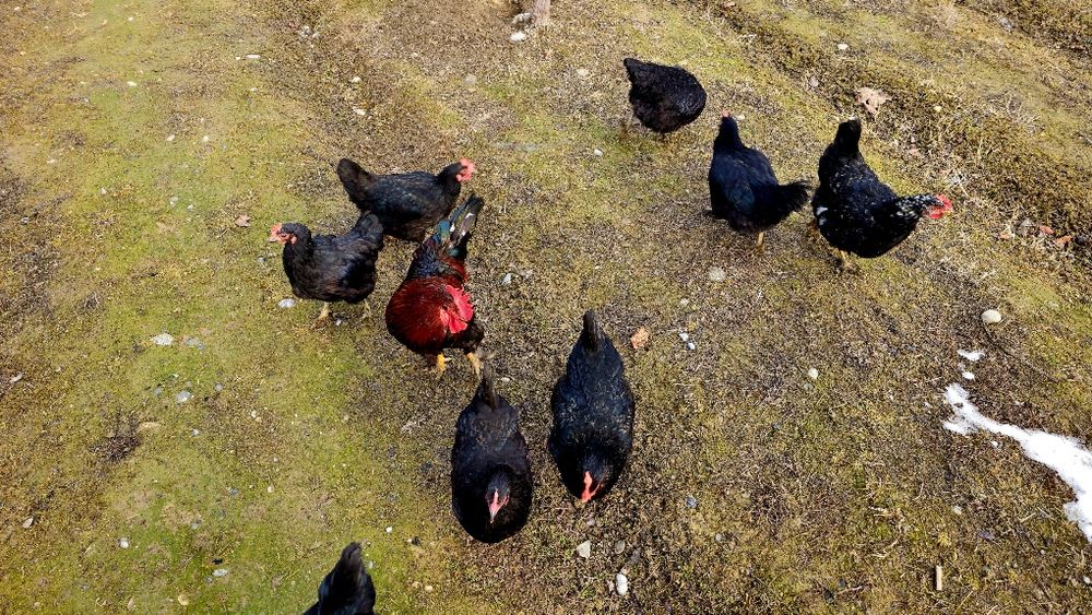 Yosh sogʻlom Qora tovuqlar