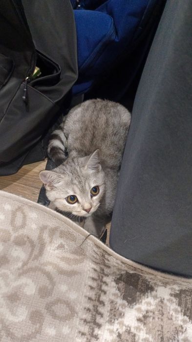 Продам породистого котёнка