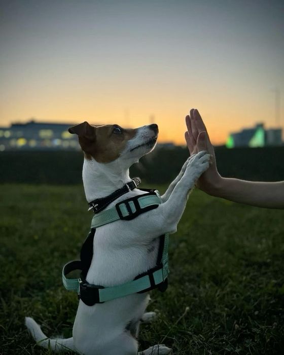 Выгул собак не дорого