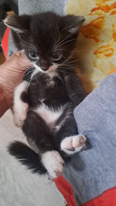 Котик крошка кот мысык