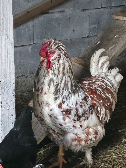 Vand cocos foarte frumos