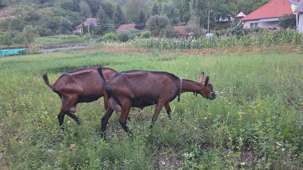 Vand doua capre  cu lapte