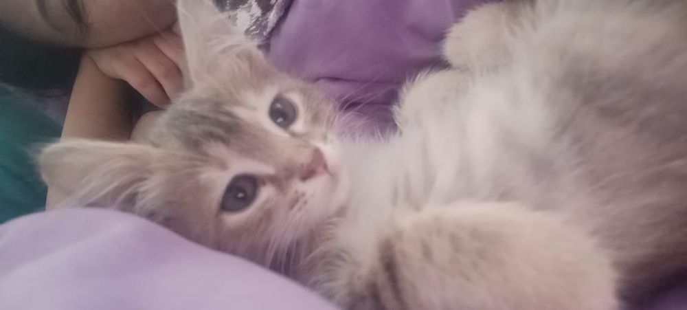 Отдам котенка Красивого