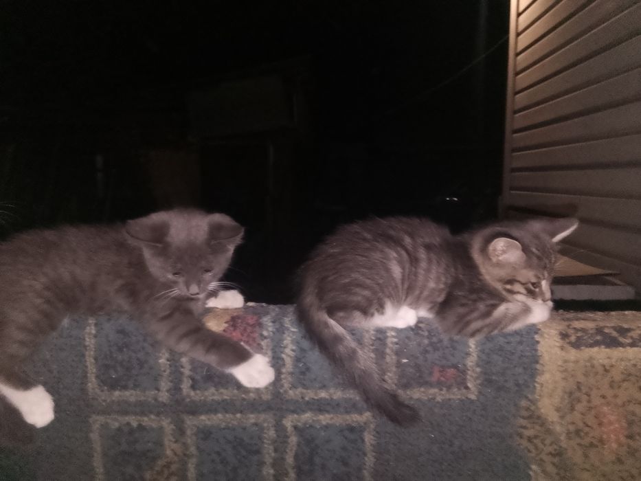 Отдам котят , отличные мышеловы